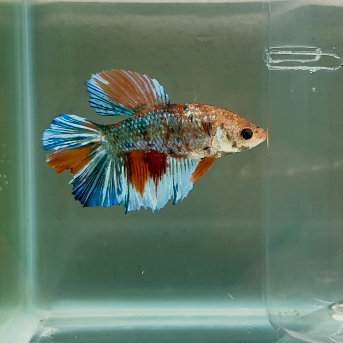 Halfmoon Koi Multicolor Metallic Female Betta #Se04
