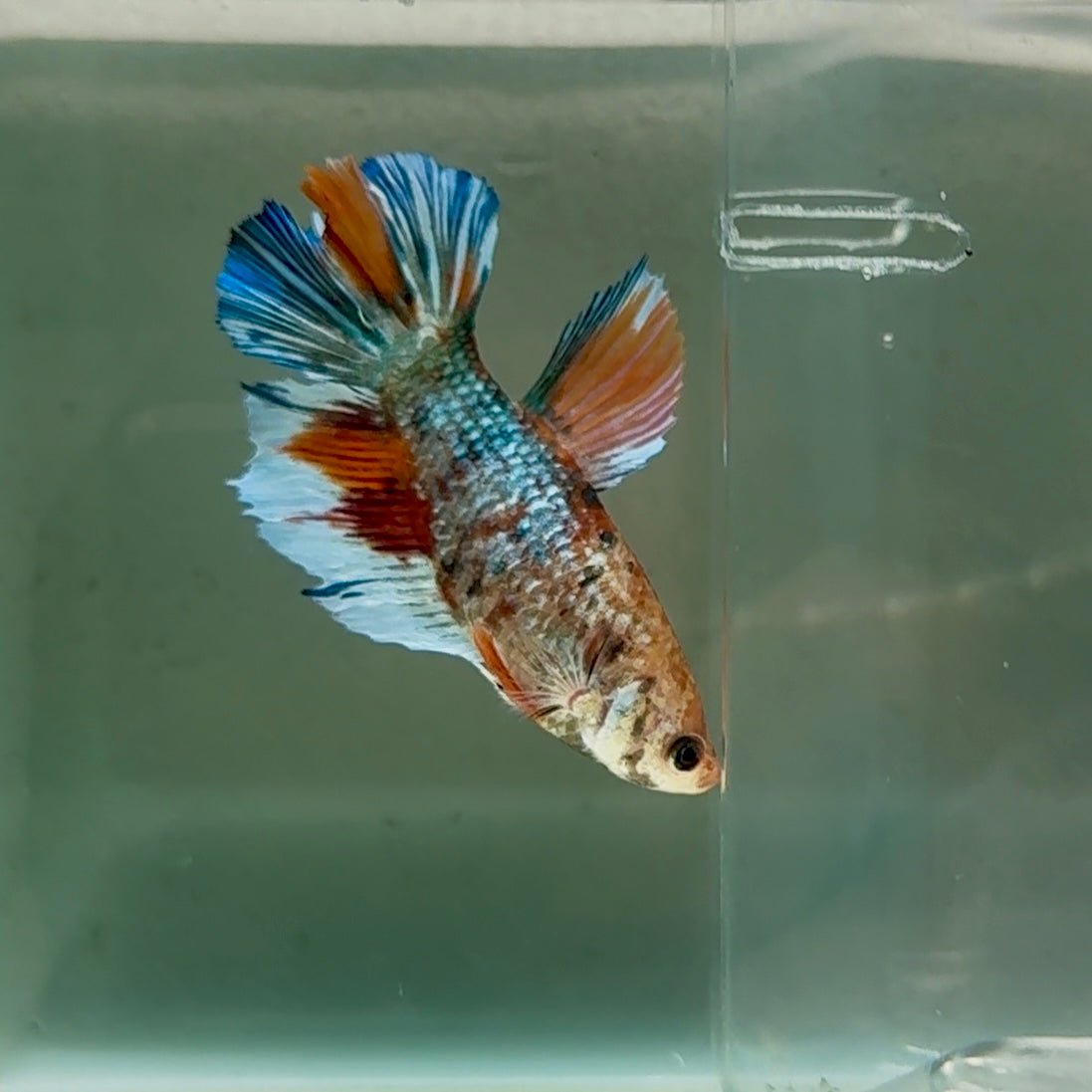 Halfmoon Koi Multicolor Metallic Female Betta #Se04