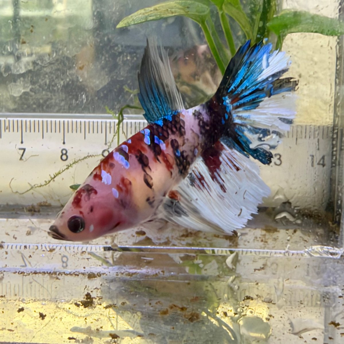 Halfmoon Koi Red Female Betta #059