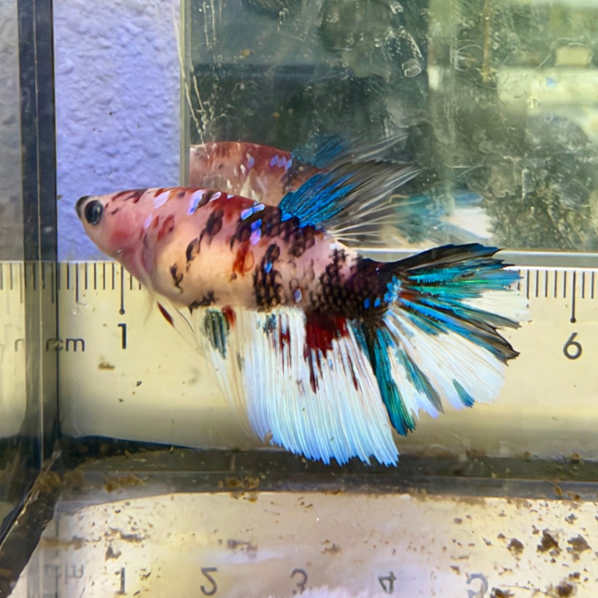 Halfmoon Koi Red Female Betta #059