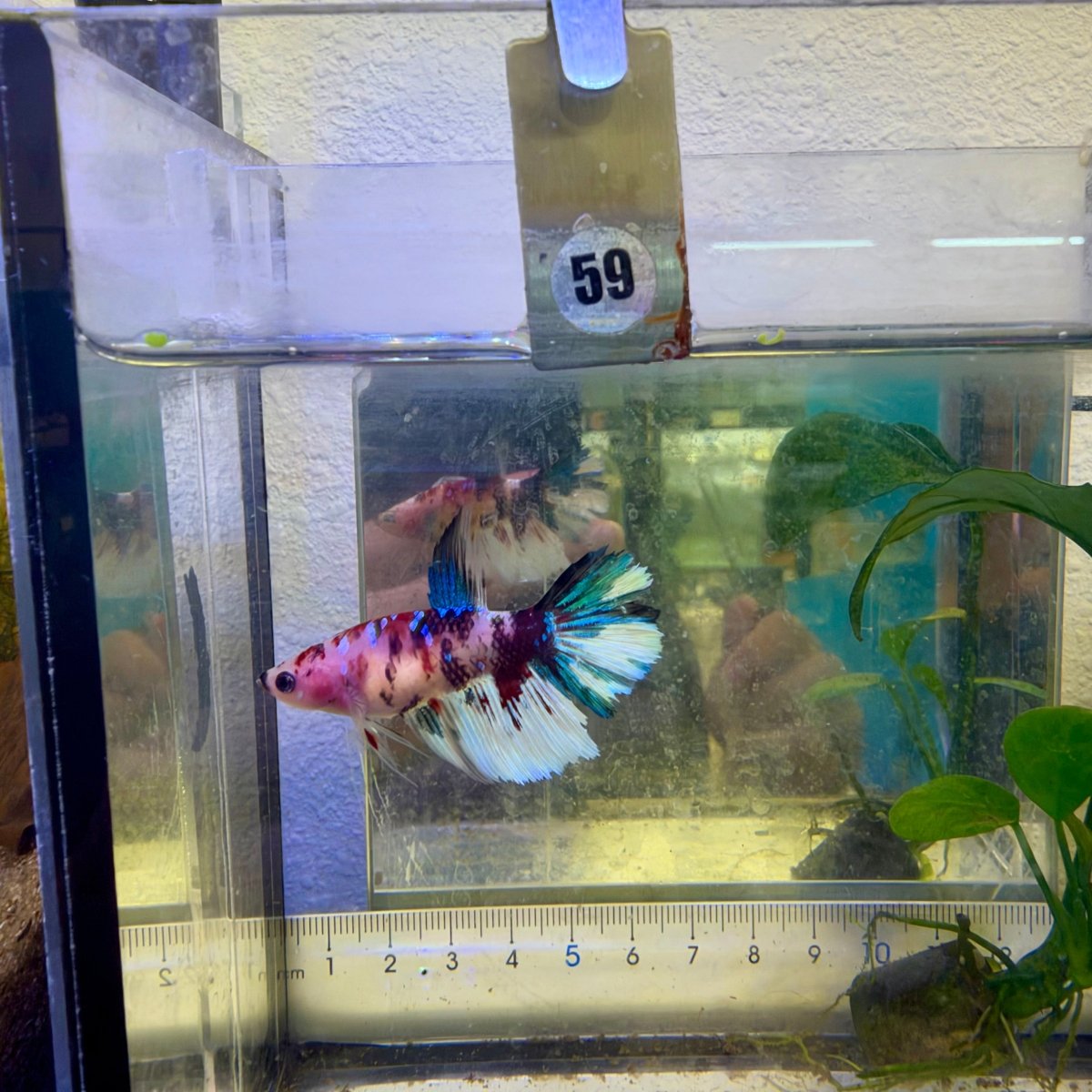 Halfmoon Koi Red Female Betta #059