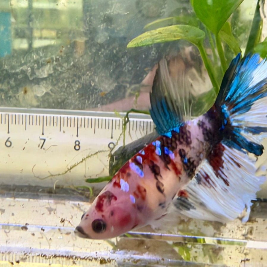 Halfmoon Koi Red Female Betta #059 Female betta
