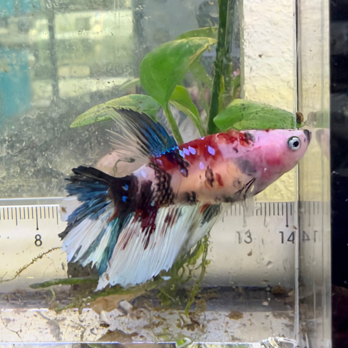 Halfmoon Koi Red Female Betta #059