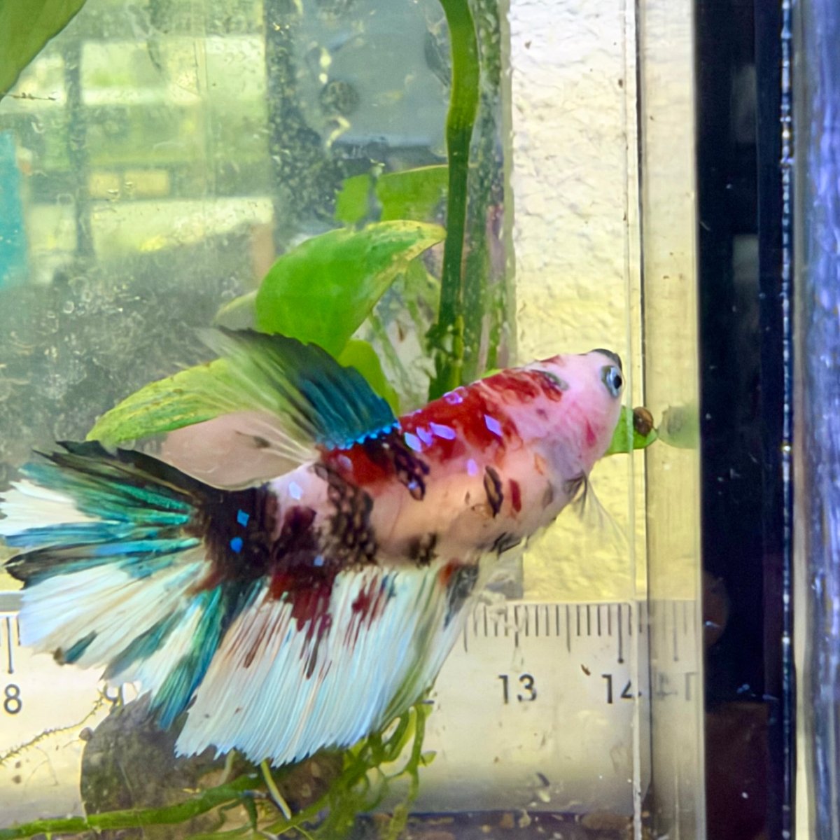 Halfmoon Koi Red Female Betta #059