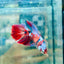 Halfmoon Koi Red Female Betta 154 Female betta
