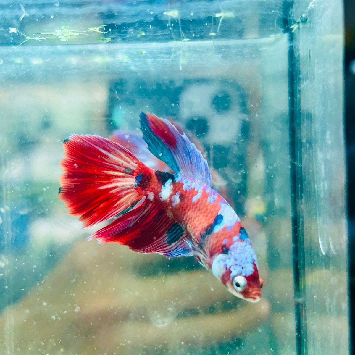 Halfmoon Koi Red Female Betta 154 Female betta
