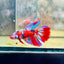 Halfmoon Koi Red Female Betta 154 Female betta
