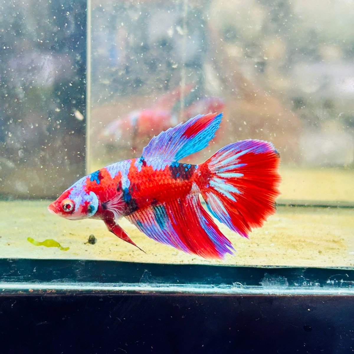 Halfmoon Koi Red Female Betta 154 Female betta