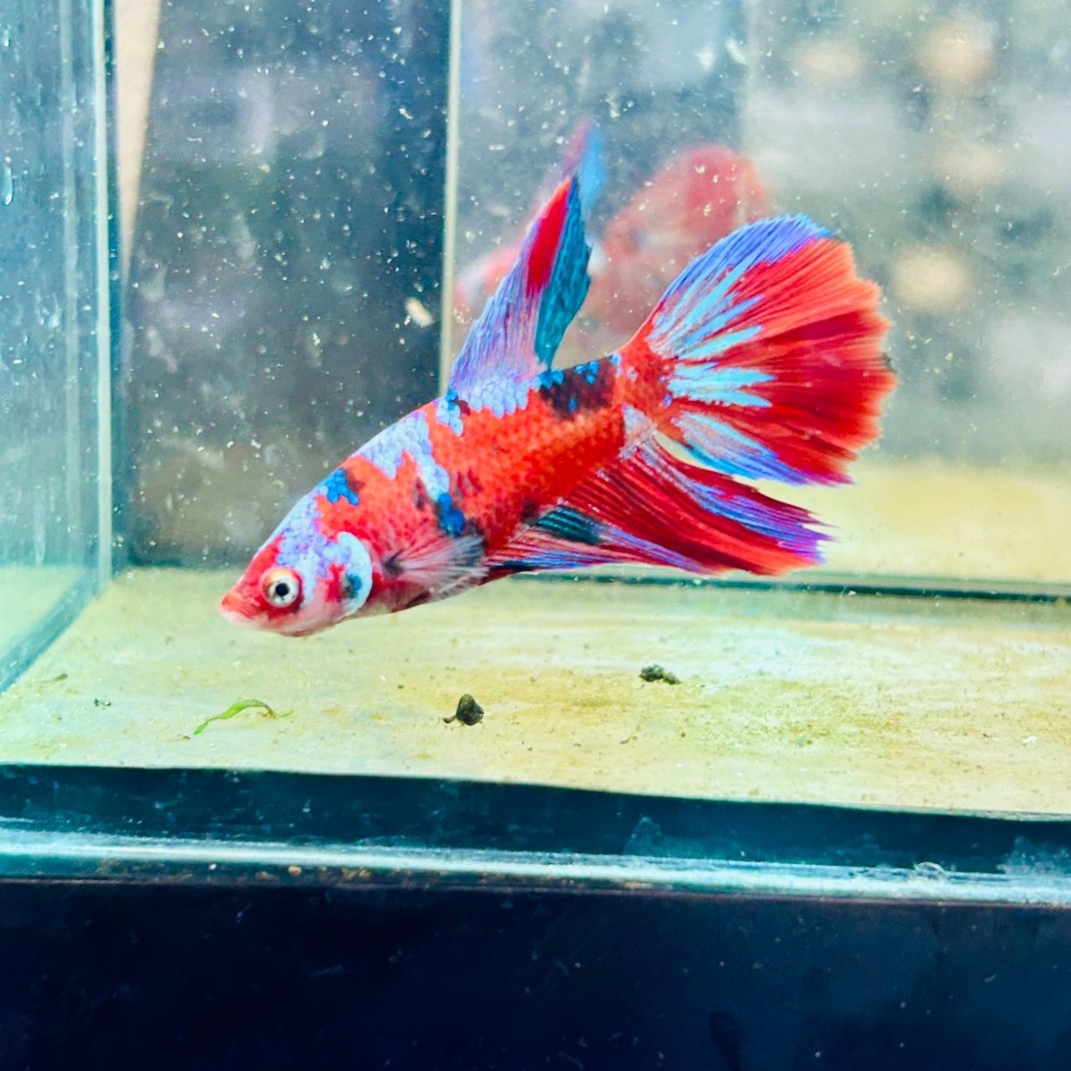 Halfmoon Koi Red Female Betta 154 Female betta