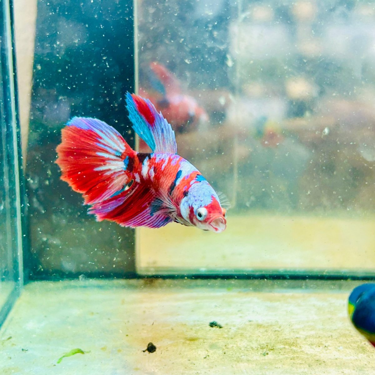 Halfmoon Koi Red Female Betta #154
