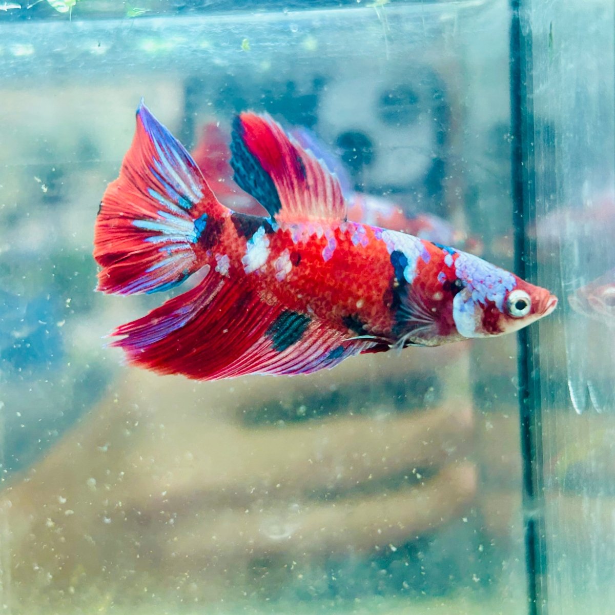 Halfmoon Koi Red Female Betta 154 Female betta