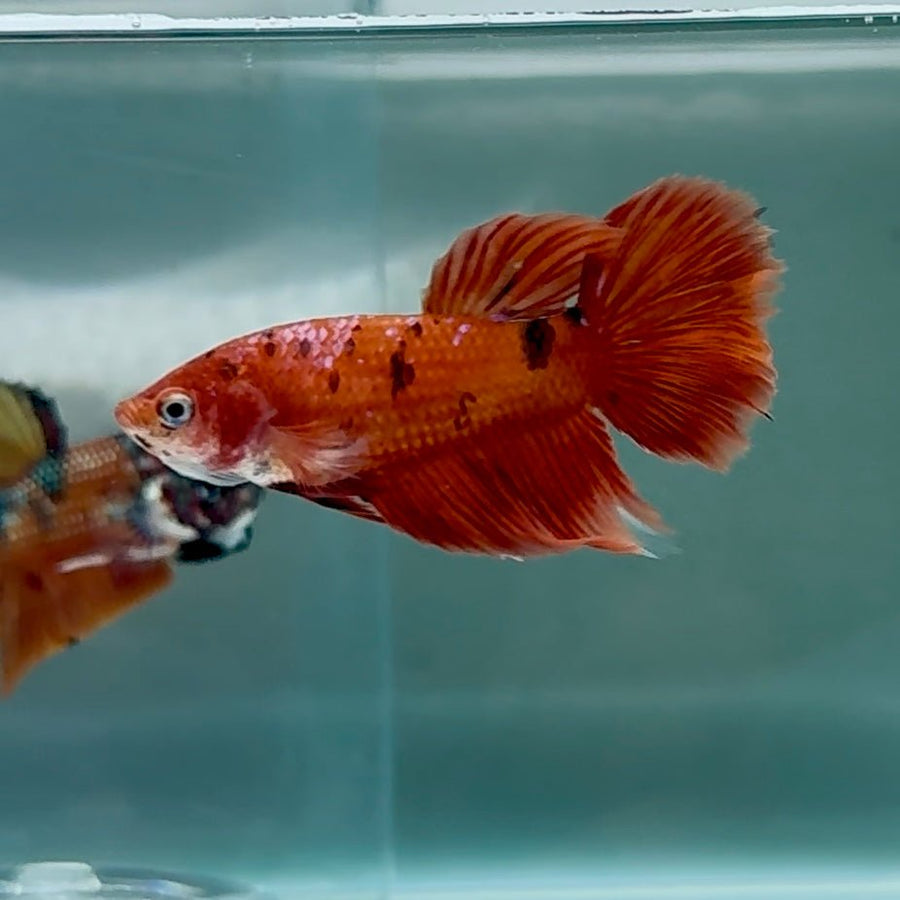 Halfmoon Koi Red Female Betta Au82 Female betta