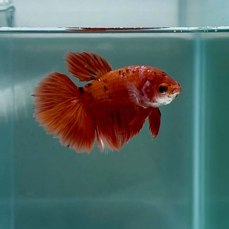Halfmoon Koi Red Female Betta #Au82