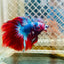 Halfmoon Koi Red Galaxy Male Betta 117 Male betta
