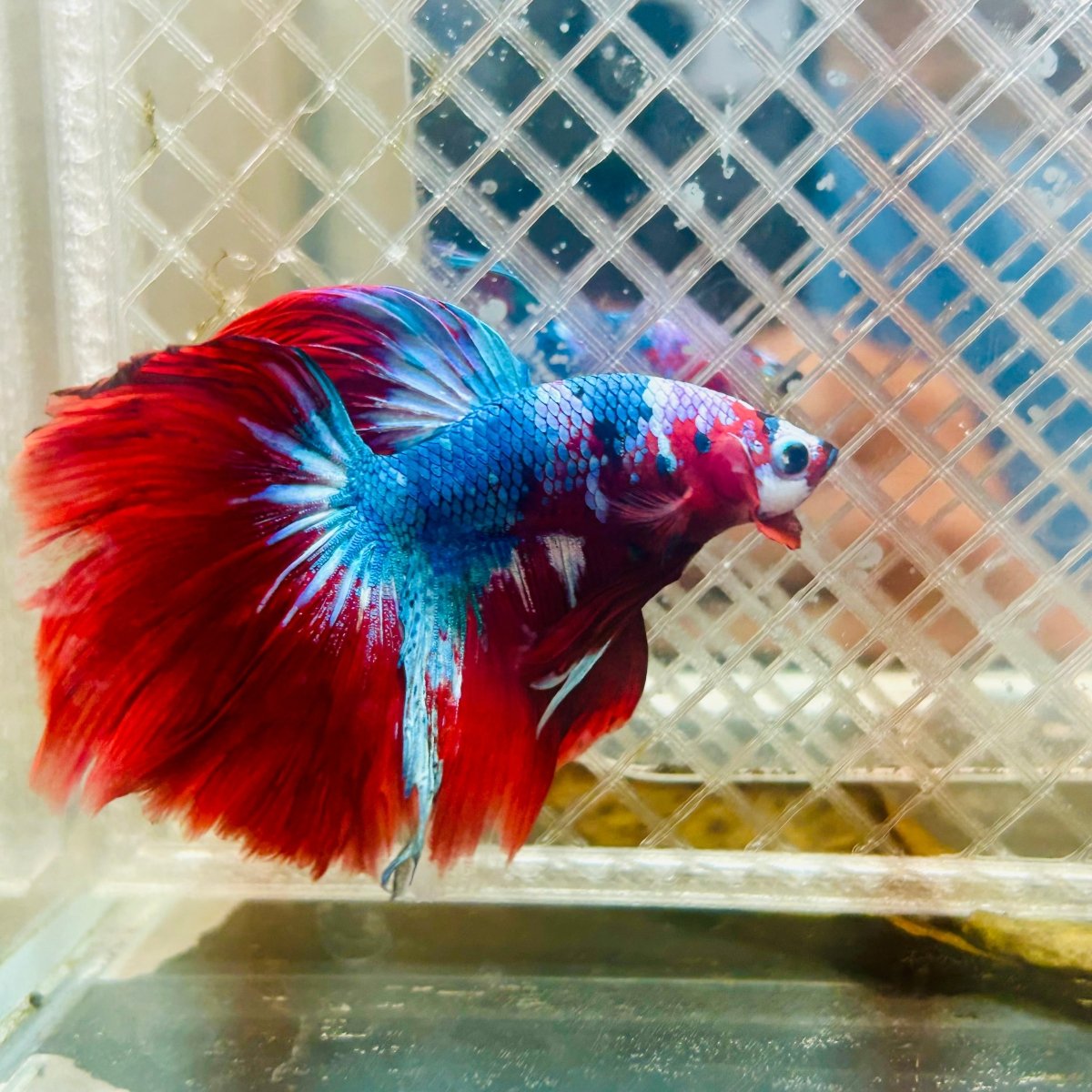 Halfmoon Koi Red Galaxy Male Betta #117