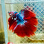 Halfmoon Koi Red Galaxy Male Betta 117 Male betta