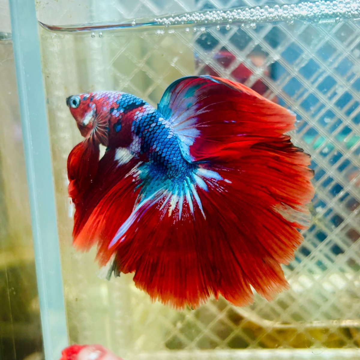 Halfmoon Koi Red Galaxy Male Betta #117