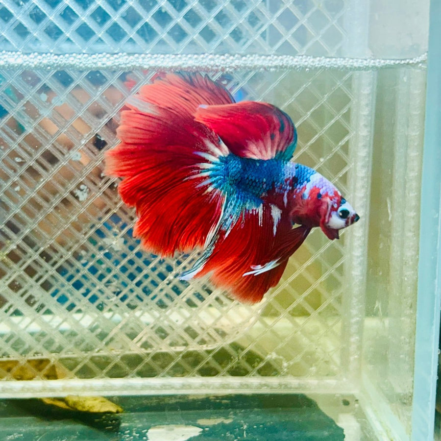 Halfmoon Koi Red Galaxy Male Betta 117 Male betta