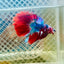 Halfmoon Koi Red Galaxy Male Betta 117 Male betta