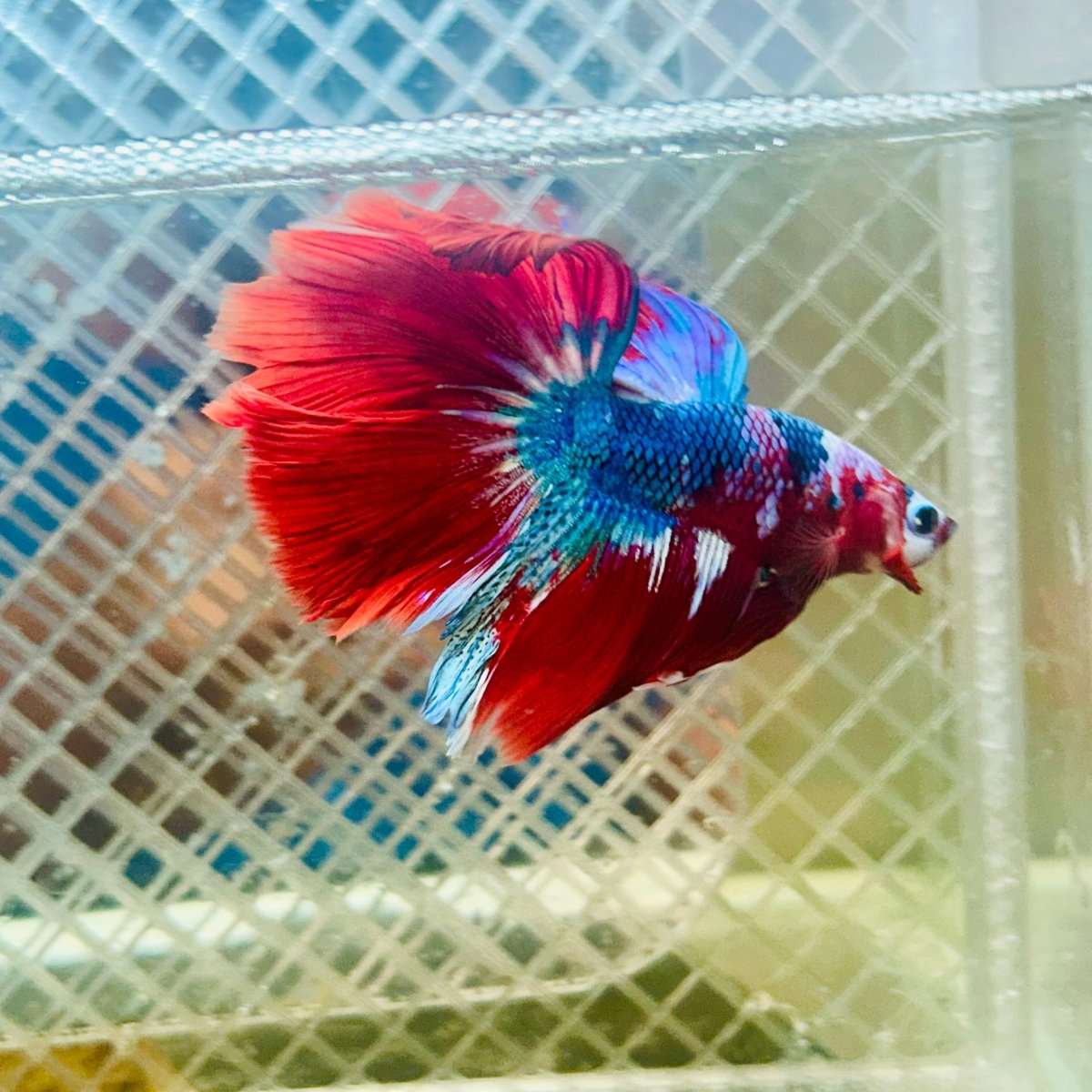 Halfmoon Koi Red Galaxy Male Betta #117
