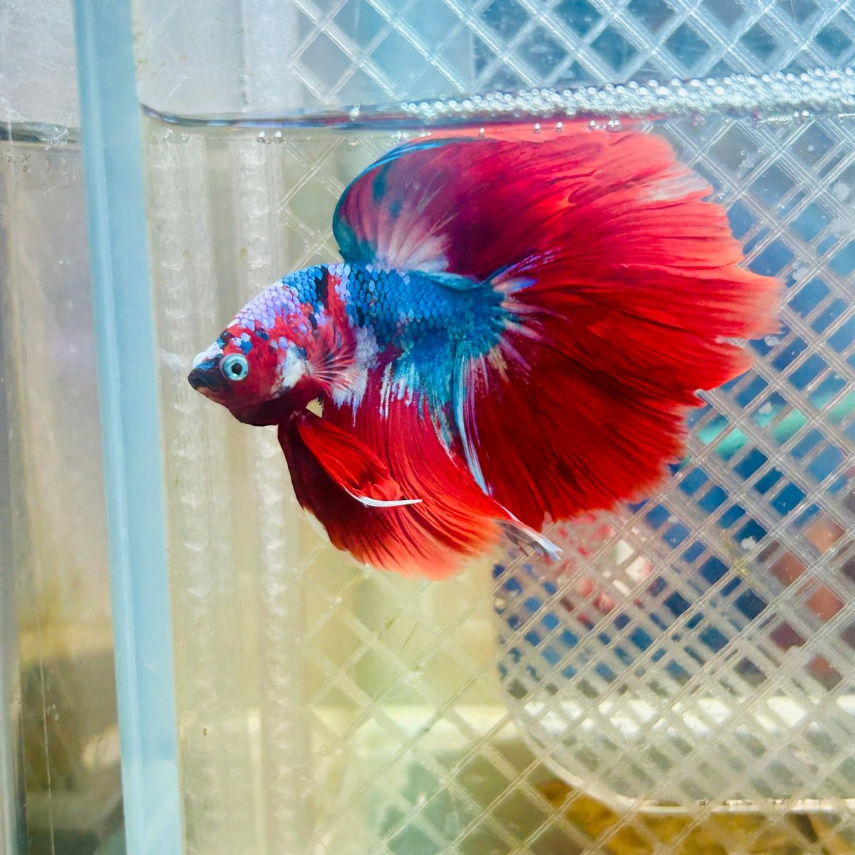 Halfmoon Koi Red Galaxy Male Betta #117