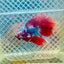 Halfmoon Koi Red Galaxy Male Betta 117 Male betta