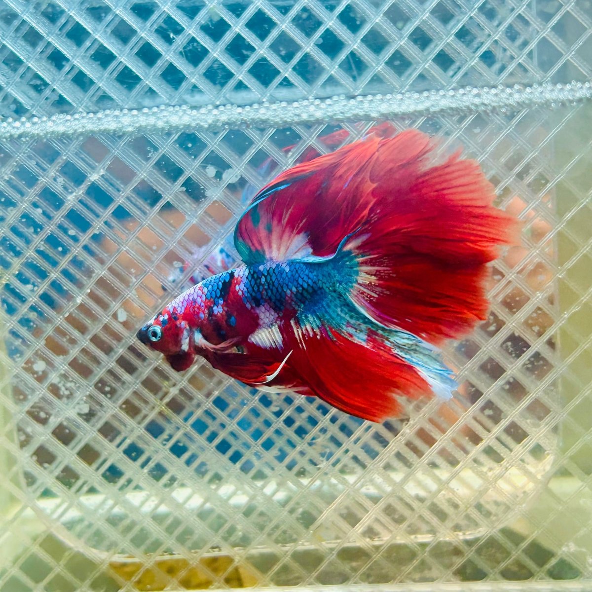 Halfmoon Koi Red Galaxy Male Betta #117