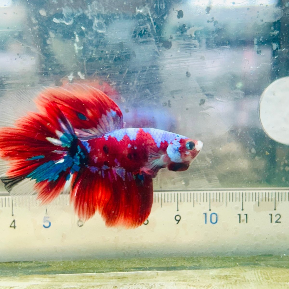 Halfmoon Koi Red Galaxy Male Betta #Au36