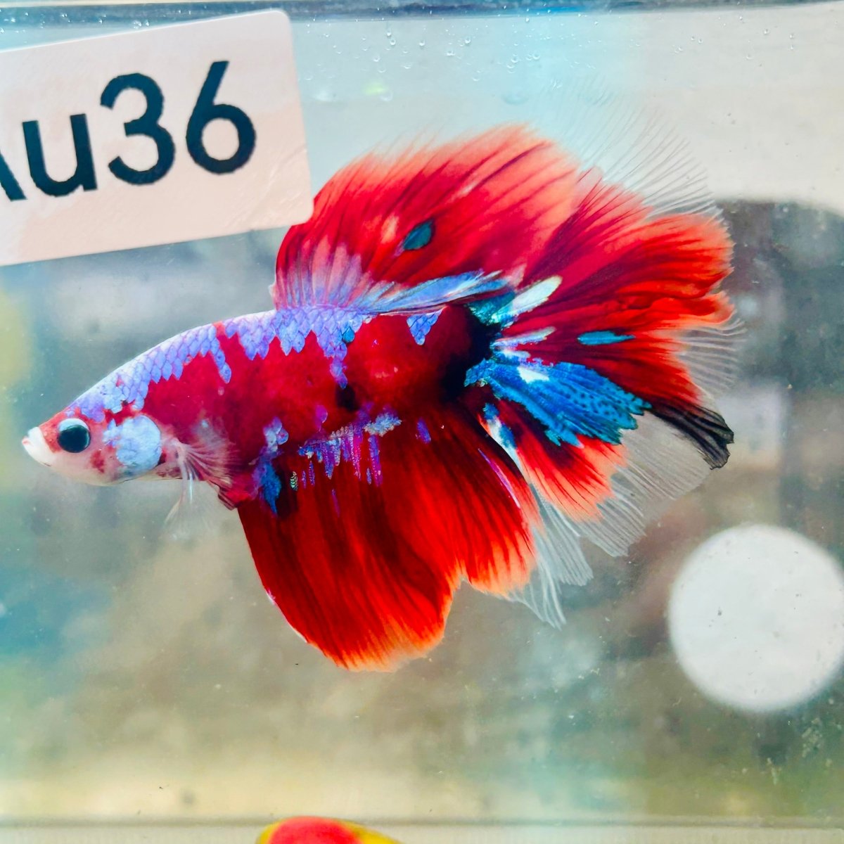 Halfmoon Koi Red Galaxy Male Betta #Au36