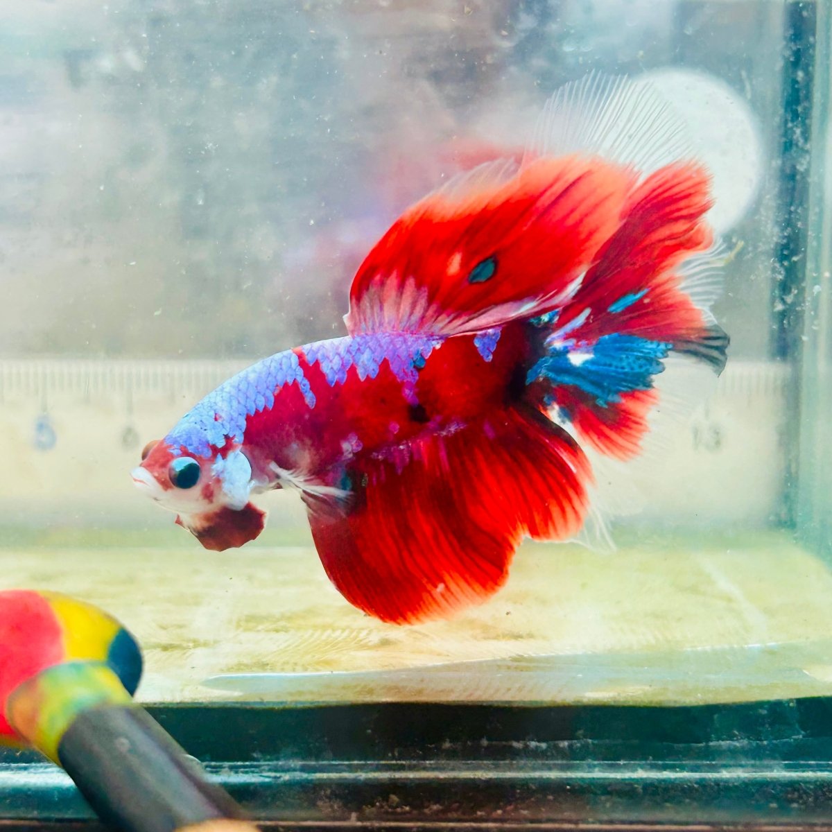 Halfmoon Koi Red Galaxy Male Betta #Au36