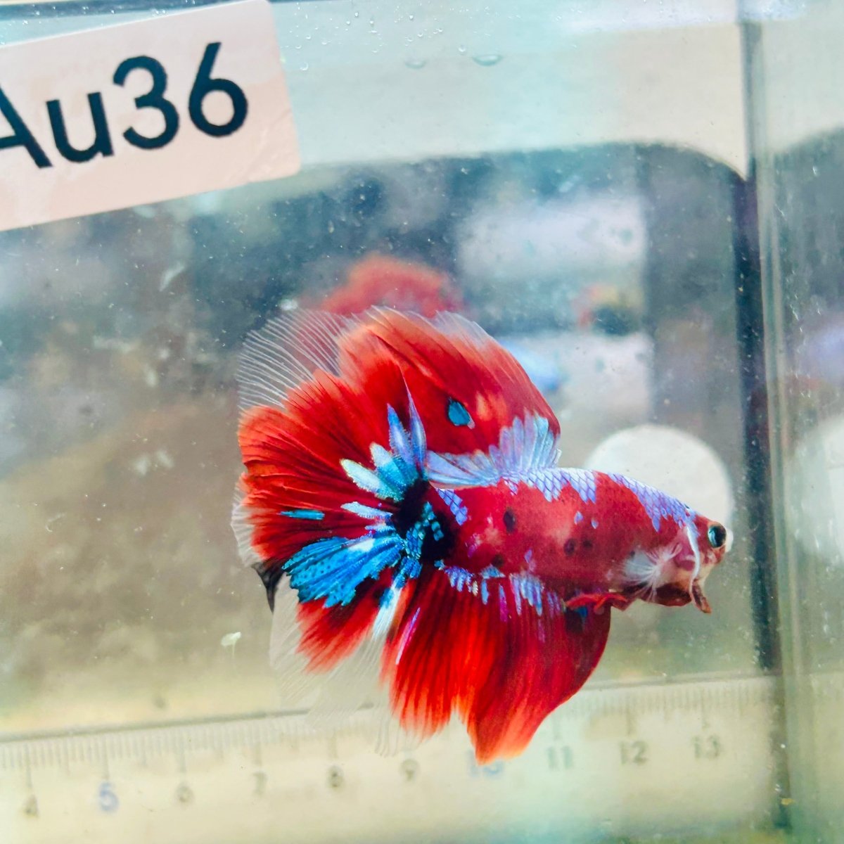 Halfmoon Koi Red Galaxy Male Betta #Au36
