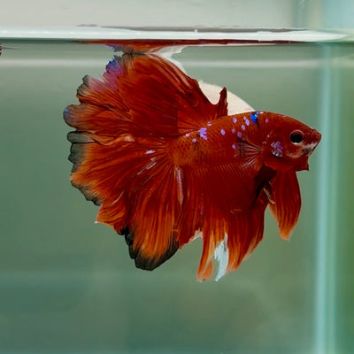 Halfmoon Koi Red Galaxy Male Betta Au40 Male betta