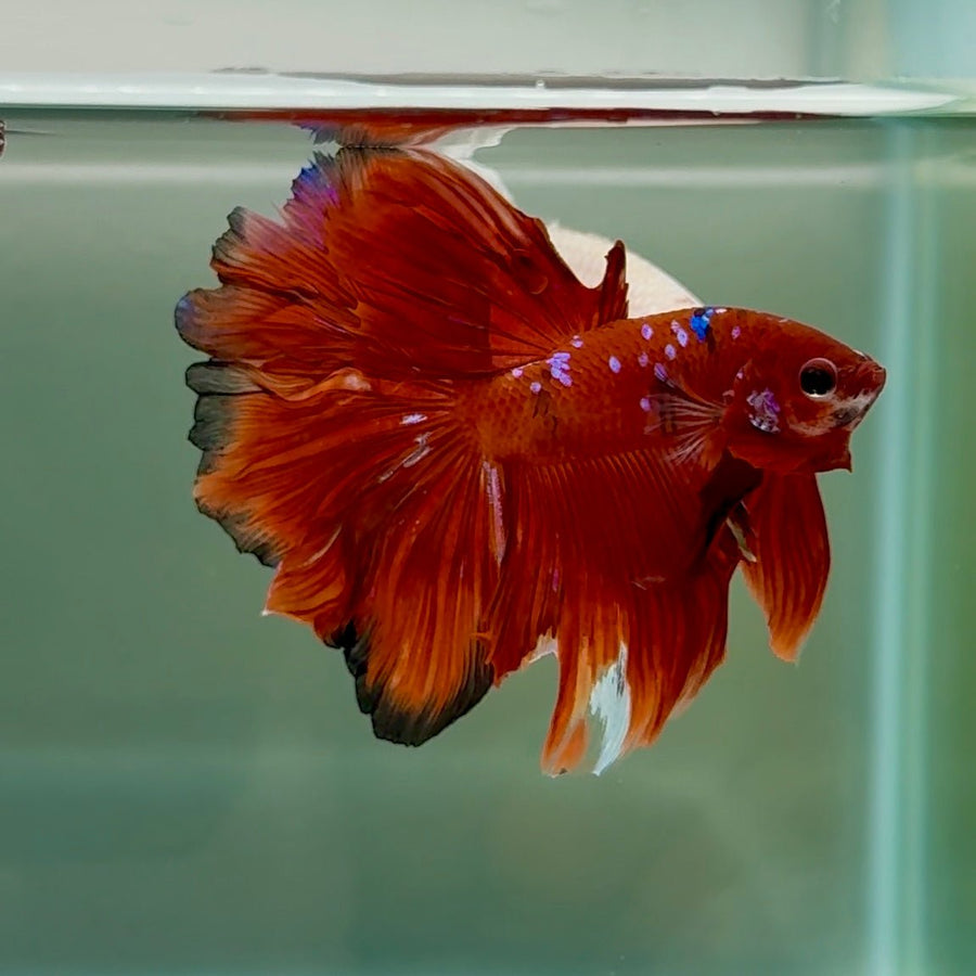 Halfmoon Koi Red Galaxy Male Betta Au40 Male betta