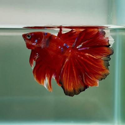 Halfmoon Koi Red Galaxy Male Betta Au40 Male betta