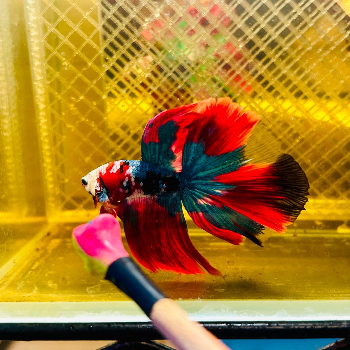Halfmoon Koi Red Galaxy Male Betta #Ju34