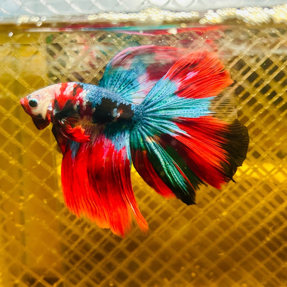 Halfmoon Koi Red Galaxy Male Betta Ju34 Male betta