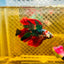 Halfmoon Koi Red Galaxy Male Betta Ju34 Male betta