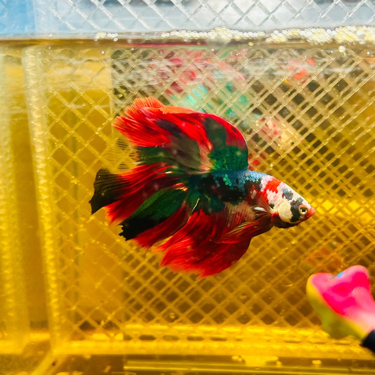 Halfmoon Koi Red Galaxy Male Betta Ju34 Male betta