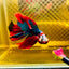 Halfmoon Koi Red Galaxy Male Betta Ju34 Male betta