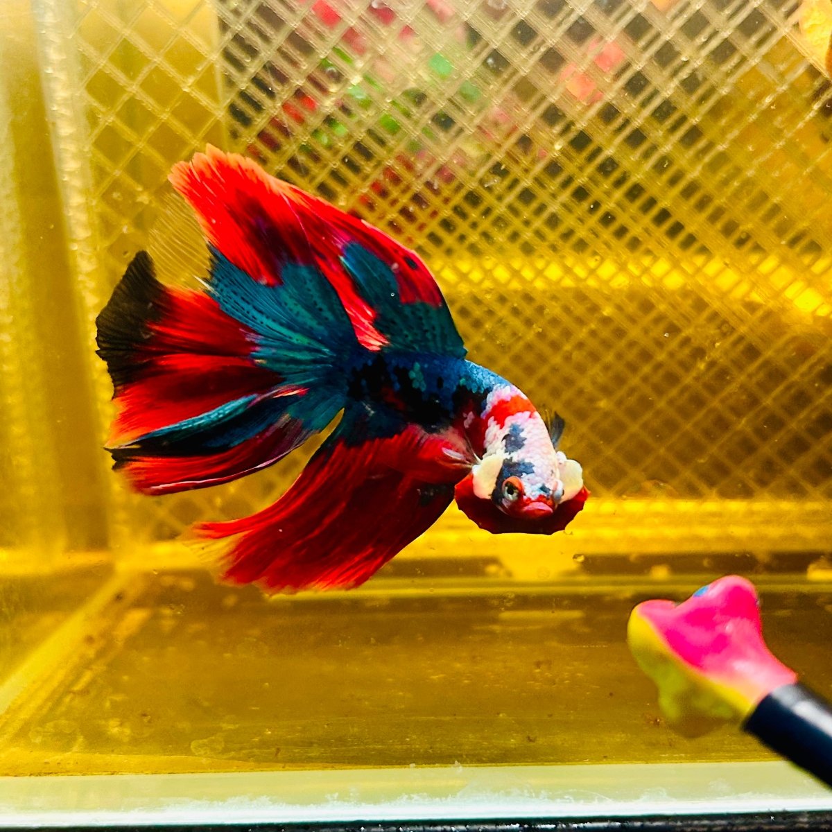Halfmoon Koi Red Galaxy Male Betta Ju34 Male betta