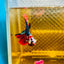 Halfmoon Koi Red Galaxy Male Betta Ju34 Male betta