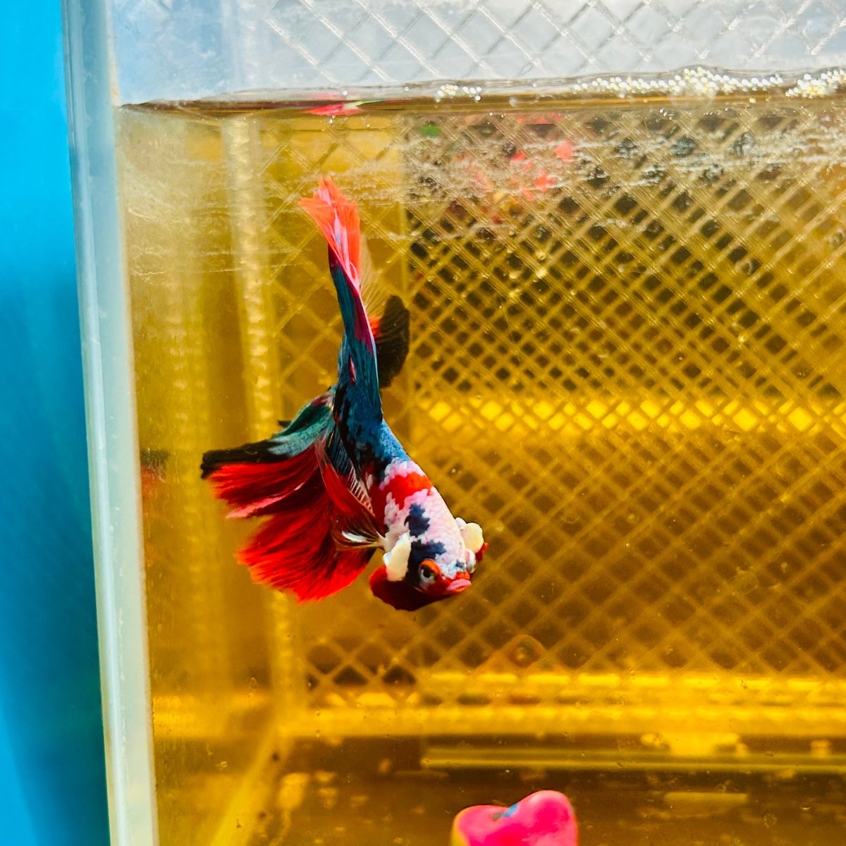 Halfmoon Koi Red Galaxy Male Betta #Ju34