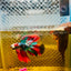 Halfmoon Koi Red Galaxy Male Betta Ju34 Male betta
