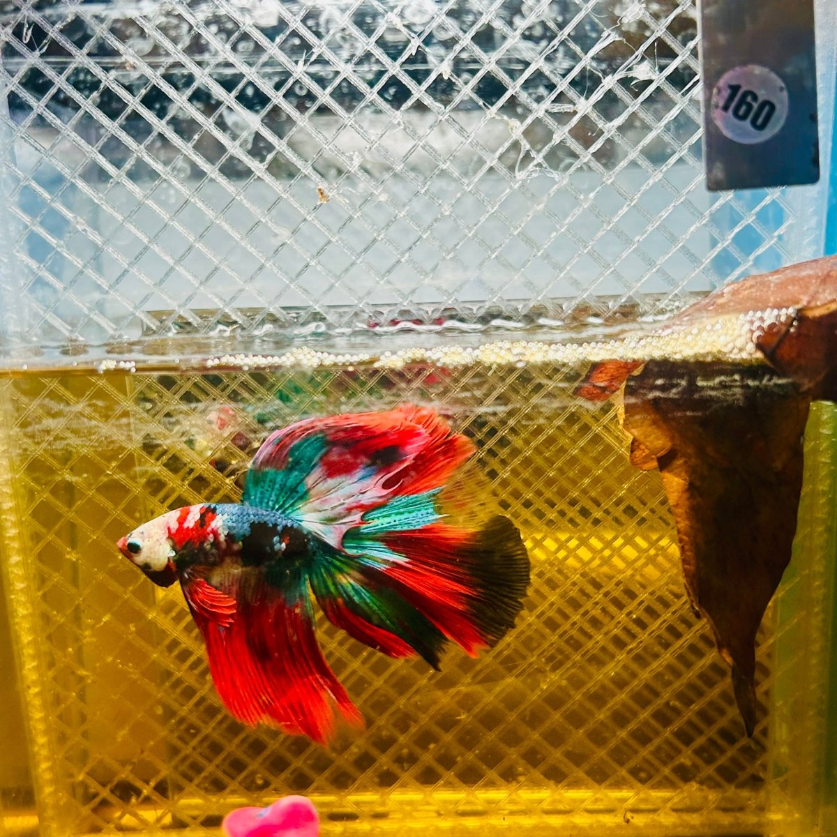 Halfmoon Koi Red Galaxy Male Betta Ju34 Male betta