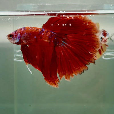 Halfmoon Koi Red Male Betta Ju34 Male betta