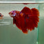 Halfmoon Koi Red Male Betta Ju34 Male betta