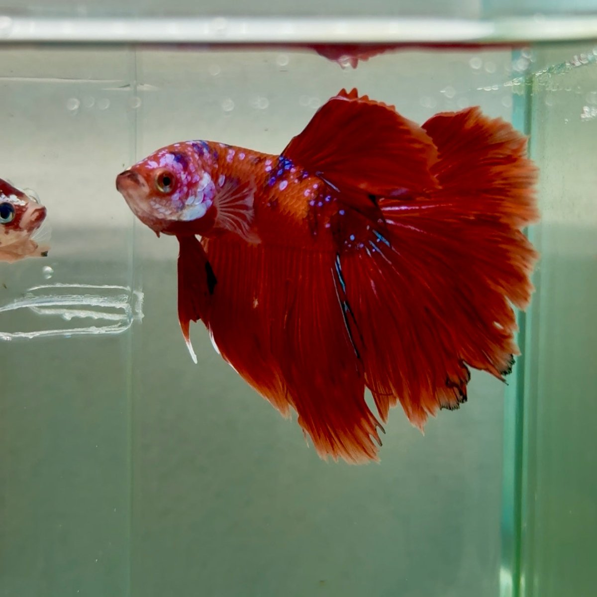 Halfmoon Koi Red Male Betta Ju34 Male betta