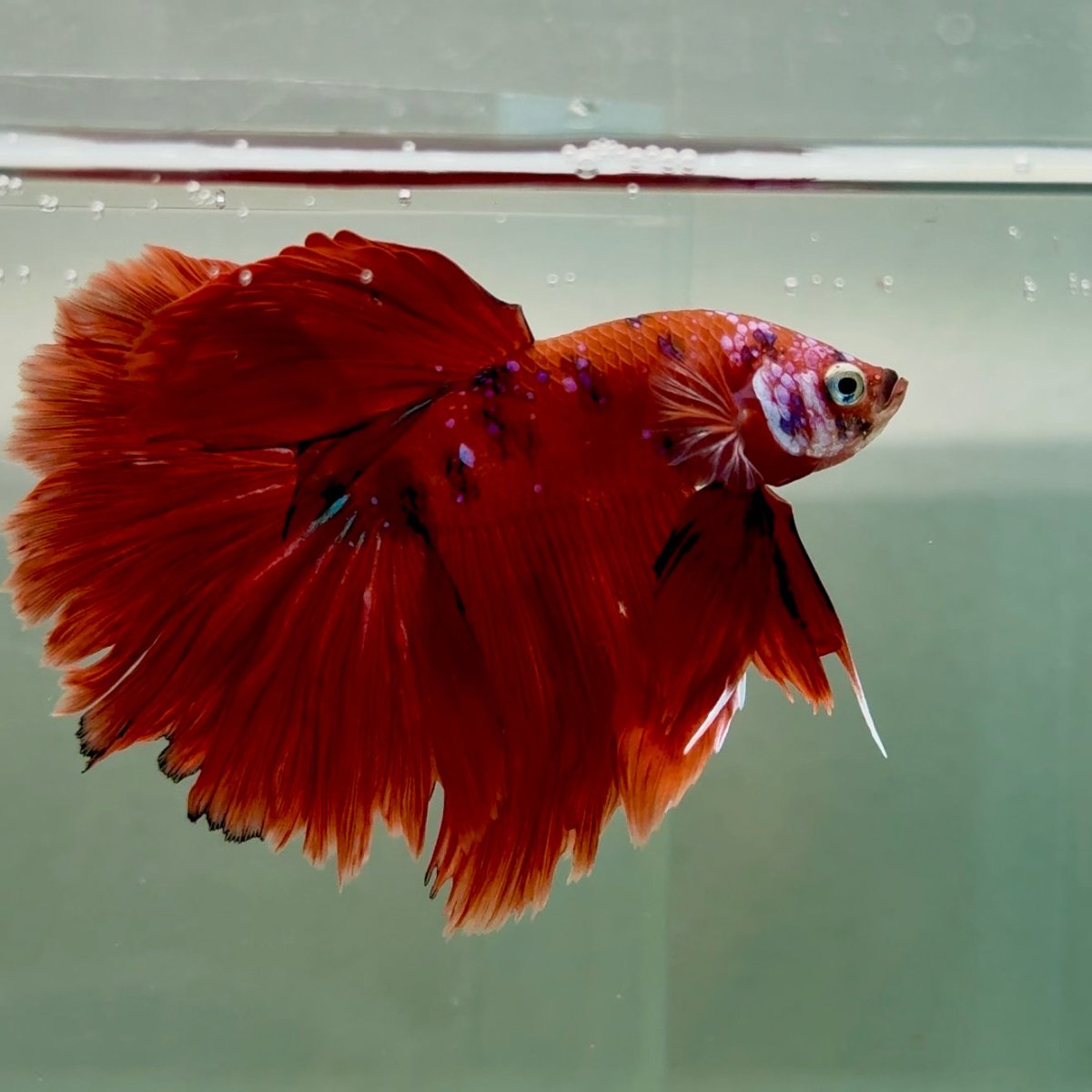 Halfmoon Koi Red Male Betta Ju34 Male betta