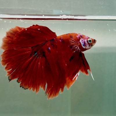 Halfmoon Koi Red Male Betta Ju34 Male betta