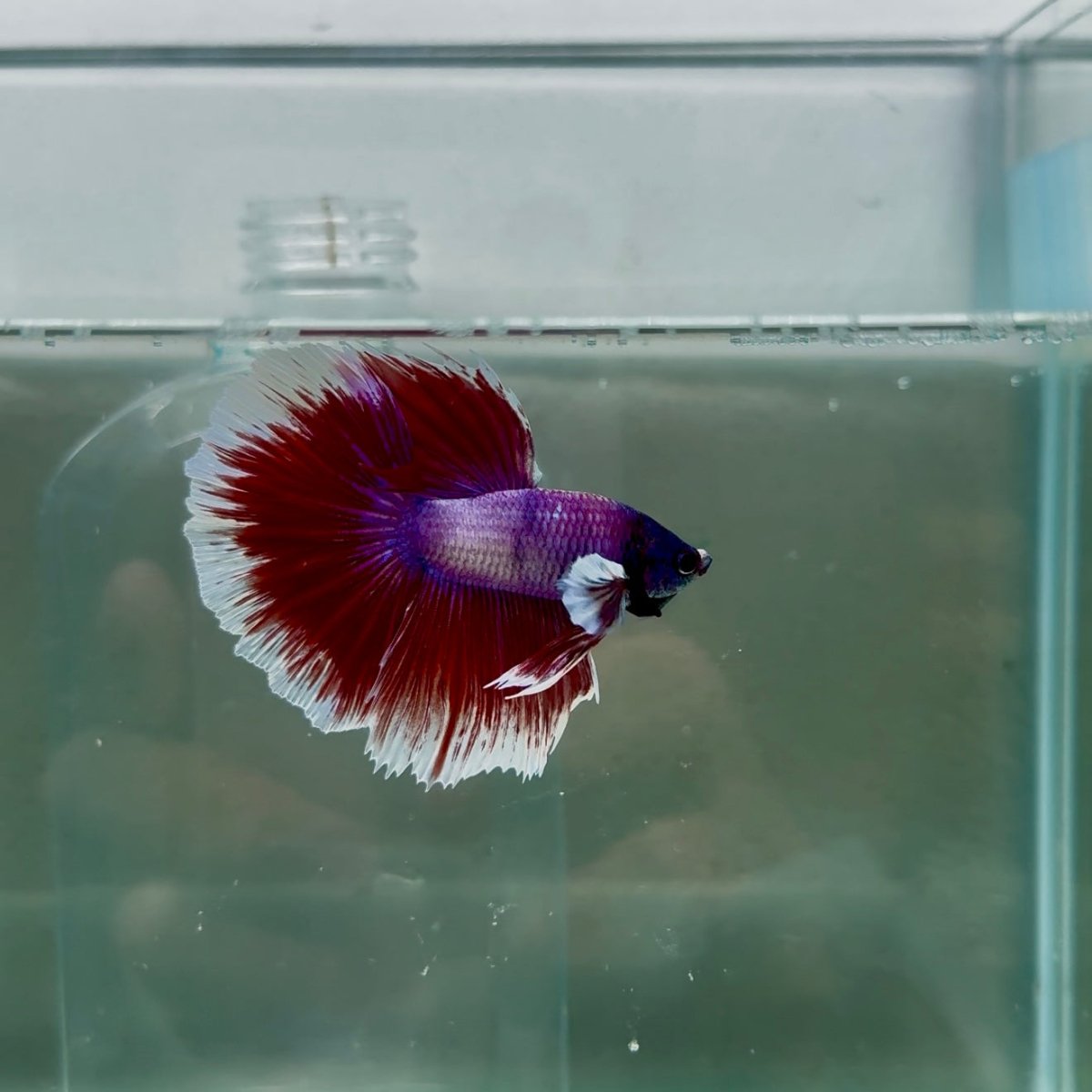 Halfmoon Lavender Male Betta N111